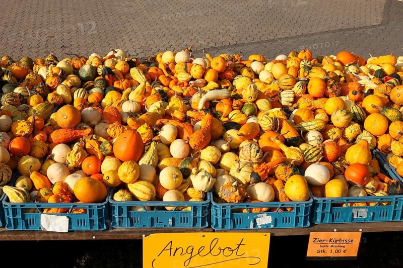 Various types of pumpkin, market stall, North Rhine-Westphalia, Germany