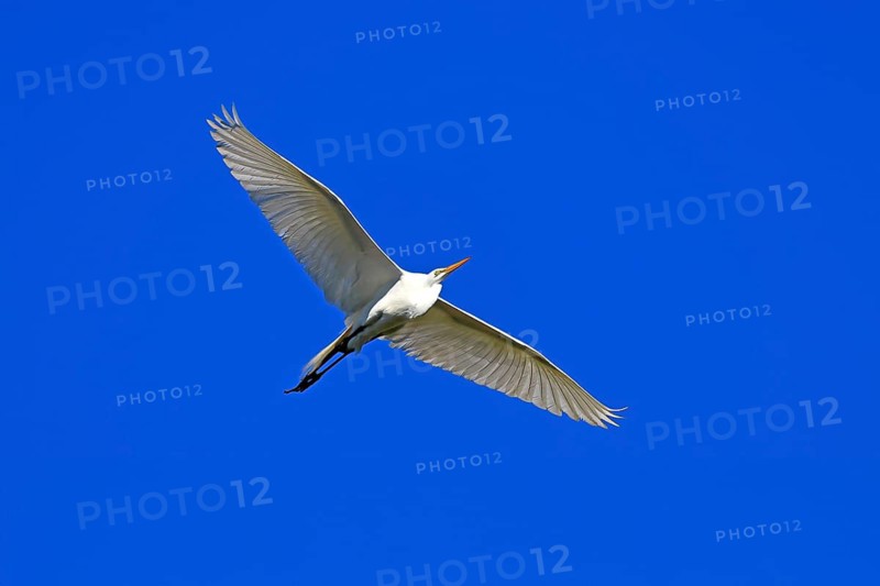 Great Egret (Ardea alba), adult, flying, St. Augustine, Florida, USA, North America
