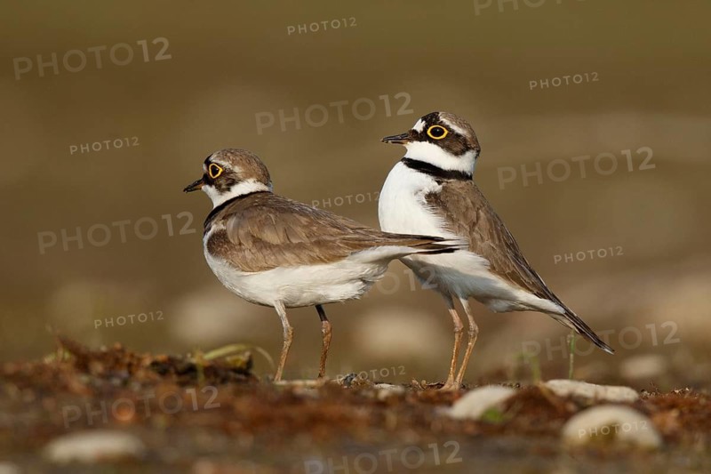 Little Ringed Plover (Charadrius dubius) pair displaying, North Rhine-Westphalia, Germany