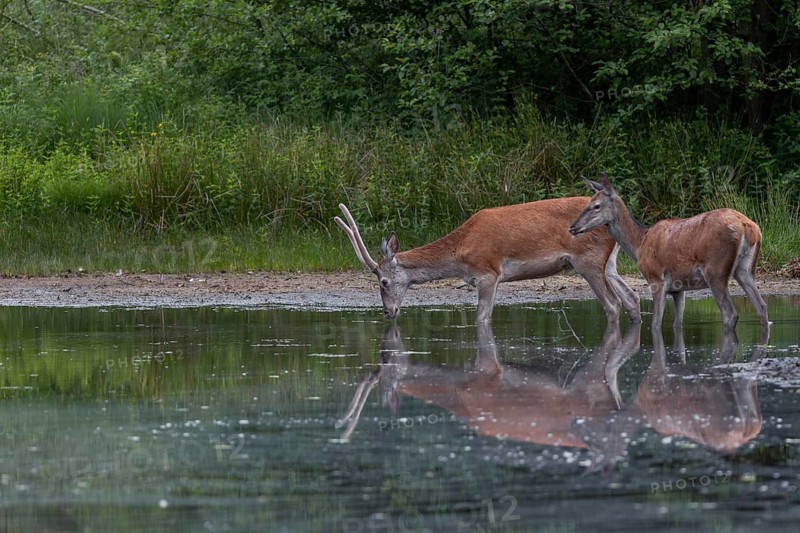 A red deer (Cervus elaphus) and a red deer, in this case a narrow-headed deer, enjoy the cooling water of a pond well hidden in the forest, June, Germany