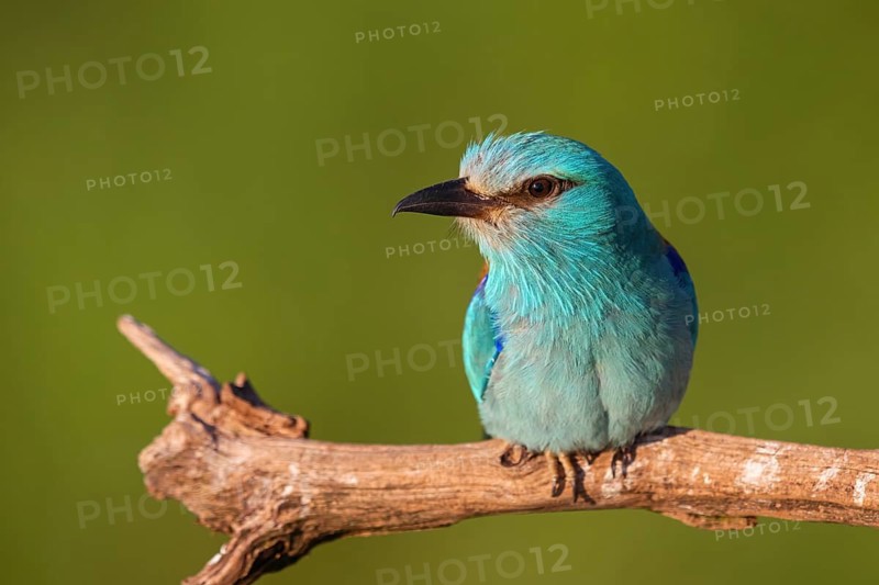 European roller (Coracias garrulus), on perch, Tower Hide, Tiszaalpár, Kiskunsági National Park, Bács-Kiskun, Hungary