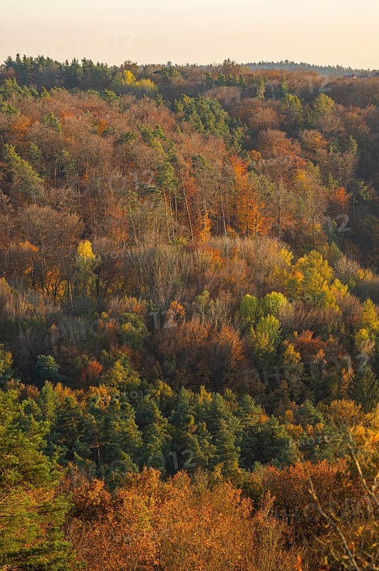 View onto colored trees by sunset in autumn, Neumarkt in der Upper Palatinate, Bavaria, Germany