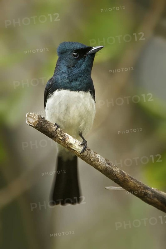 Satin Flycatcher (Myiagra cyanoleuca) male, Tasmania, Australia