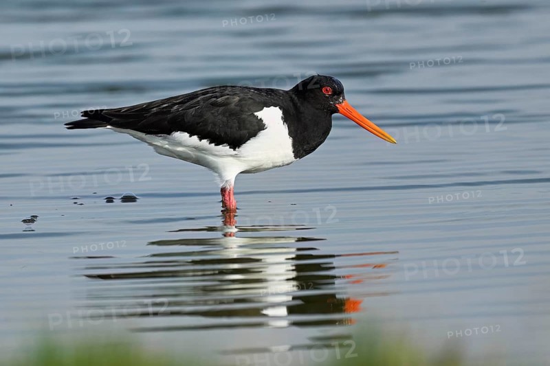 Oystercatcher (Haematopus ostralegus), foraging in the mudflats, Texel, West Frisian Islands, province of North Holland, Netherlands