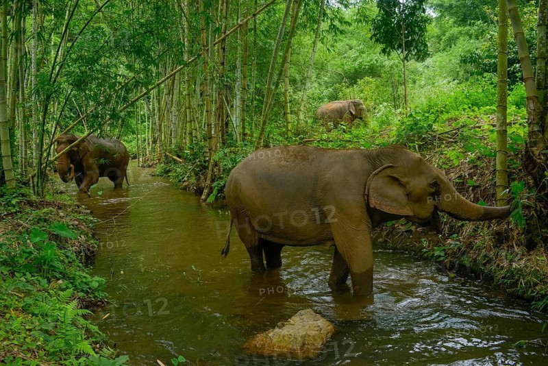 Asian elephants roam through Thailand's lush forest, walking gently through a tranquil stream. The dense greenery and bamboo create a serene, natural habitat
