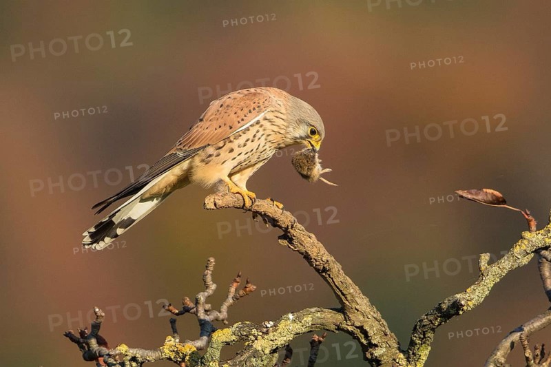 Common Kestrel (Falco tinnunculus) male with mouse prey in its beak, Baden-Wuerttemberg, Germany