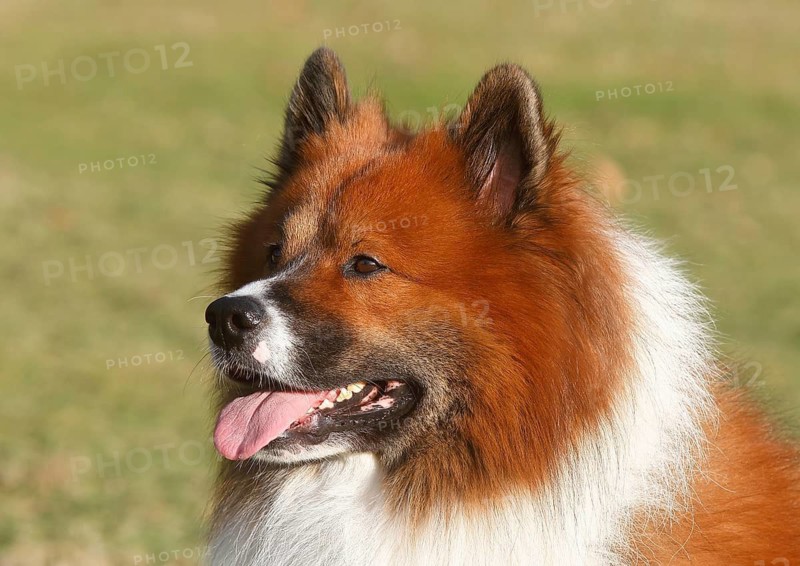 Large Elo (Canis lupus familiaris), male 3 years portrait, side view, North Rhine-Westphalia, Germany