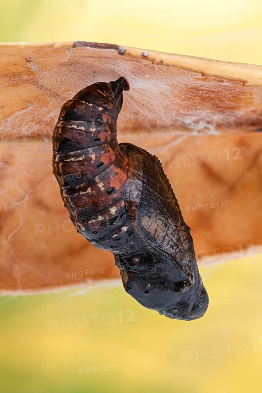 Die erwachsene Raupe des Großen Perlmuttfalter (Speyeria aglaja)