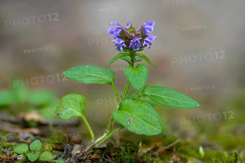 Brunelle, common brownella, small brownella, small brownella, little brunelle, prunella vulgaris, blue curls, brownwort, carpenter's herb, common self-heal, flora, heal-all, heart-of-the-earth, plants, woundwort