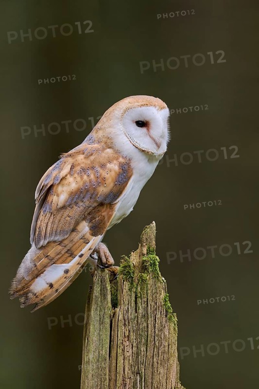 Barn owl (Tyto alba) Bavaria, Germany