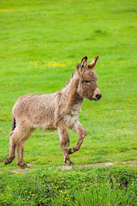 A mixed breed donkey foal runs across a green meadow