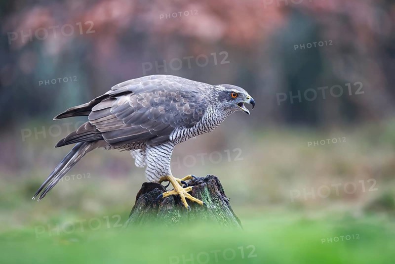 Northern Goshawk (Accipiter gentilis) female, Netherlands