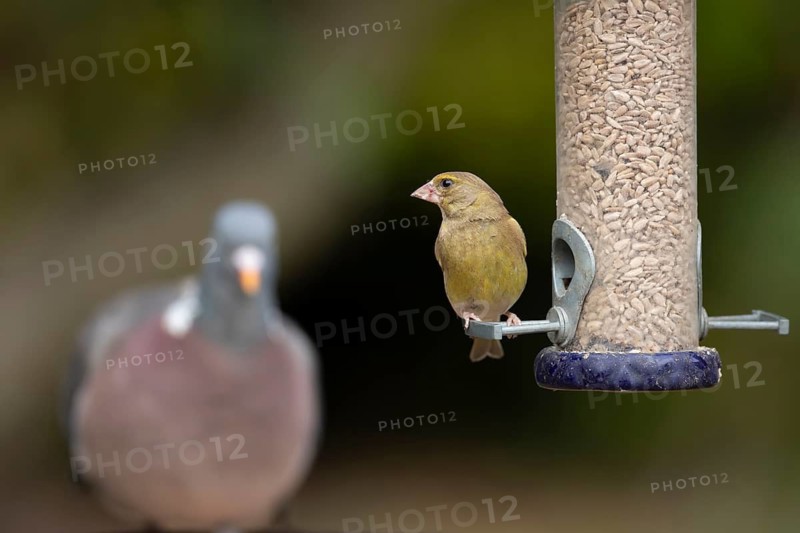 European greenfinch (Chloris chloris) adult bird on a garden bird seed feeder with a wood pigeon in the background, Suffolk, England, United Kingdom