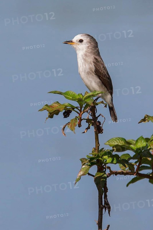 White-headed Marsh Tyrant (Arundinicola leucocephala) perched on a branch in the Atlantic rainforest of southeast Brazil