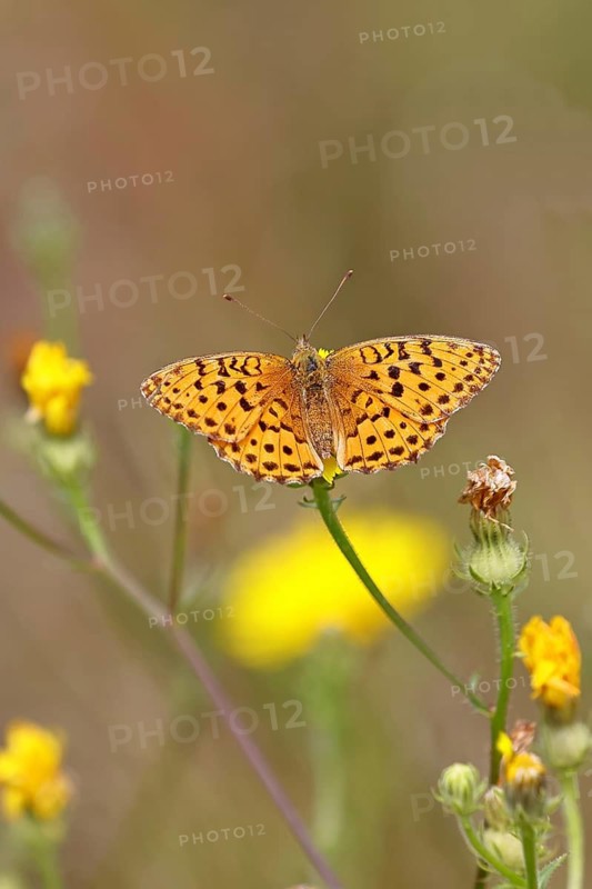 Emperor Cloak (Argynnis paphia) in a vineyard, close-up, Moselle valley, Cochem, Rhineland-Palatinate, Germany