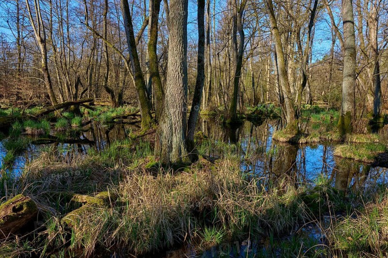 A quiet wooded area with reflecting water and dense greenery, surrounded by tall trees, spring, Rote Lache nature reserve by Wolfgang, Wolfgang, Hanau, Hesse, Germany
