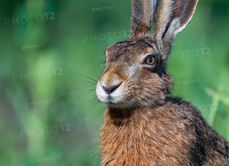 European hare (Lepus europaeus), portrait, wildlife, Thuringia, Germany