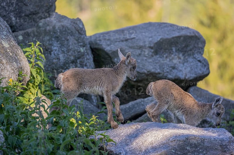 Two baby ibex (Capra ibex) playing between rocks. Some green vegetation around and a forest in the background