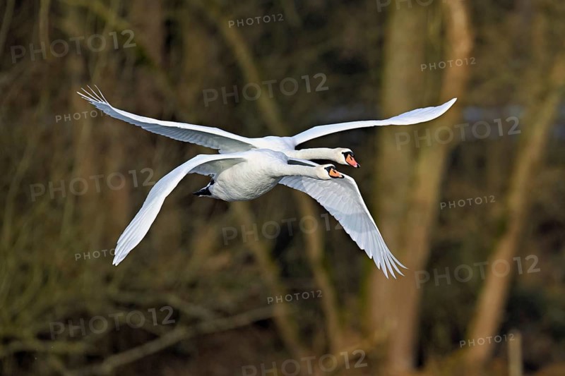 Two mute swans (Cygnus olor), in flight over the Flachsee, Canton Aargau, Switzerland