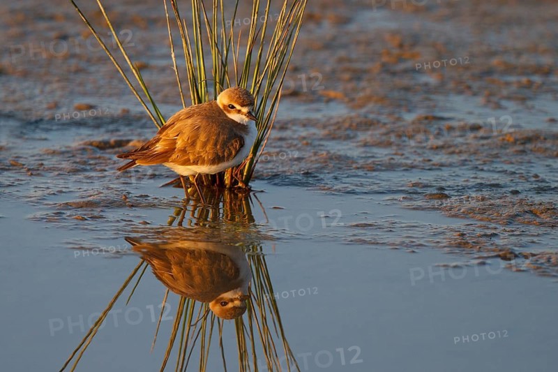 Kentish Plover (Charadrius alexandrinus) female, Mallorca, Spain
