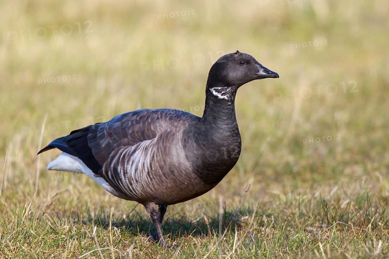 Brant Goose (Branta bernicla), Netherlands