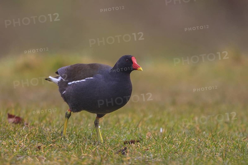 Common Moorhen (Gallinula chloropus) foraging, North Rhine-Westphalia, Germany