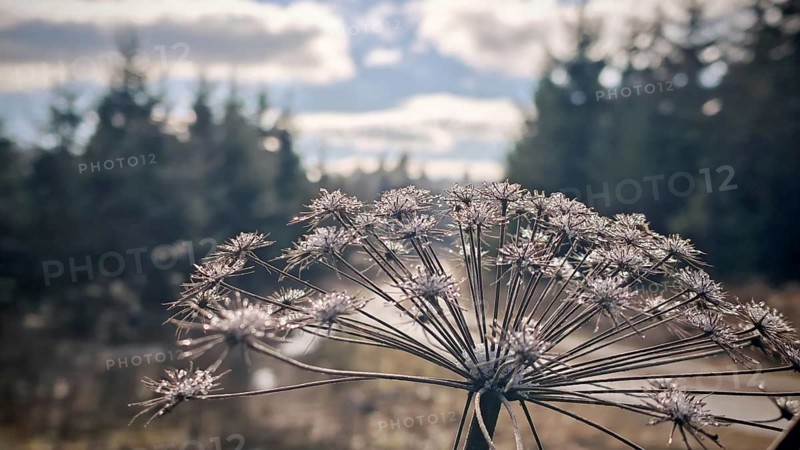 Close-up of a frozen faded hogweed (heracleum mantegazzianum) in front of a blurred background, winter hike on the Rennsteig, Thuringian Forest nature park Park