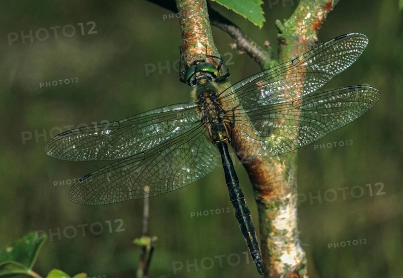 Spotted emerald dragonfly, somatochlora flavomaculata, yellow-spotted emerald, anisoptera, damselflies, dragonflies, insects, dragonflies, odonata