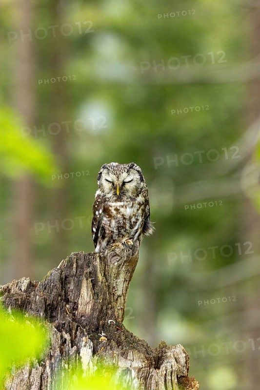 An owl perched on a tree stump in a dense forest, a Tengmalm's owl (Aegolius funereus), adult, on the lookout, alert, Bohemian Forest, Czech Republic