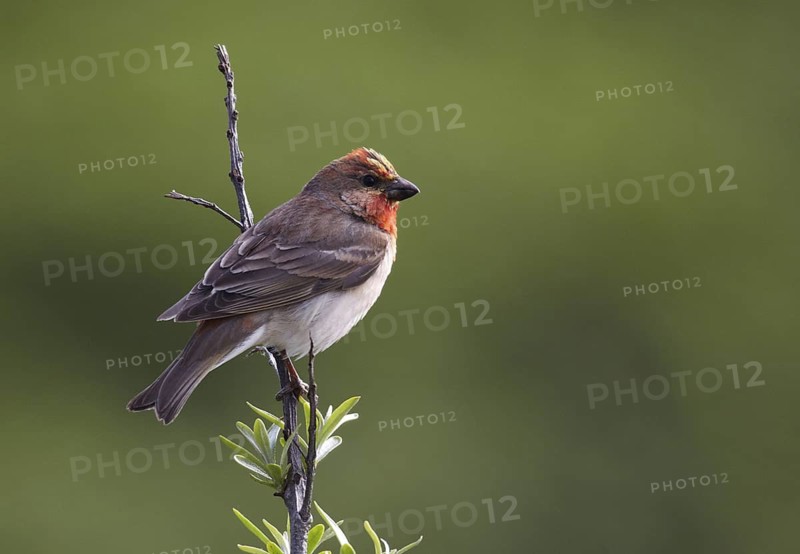 Common Rosefinch (Carpodacus erythrinus) male, Schleswig-Holstein, Germany