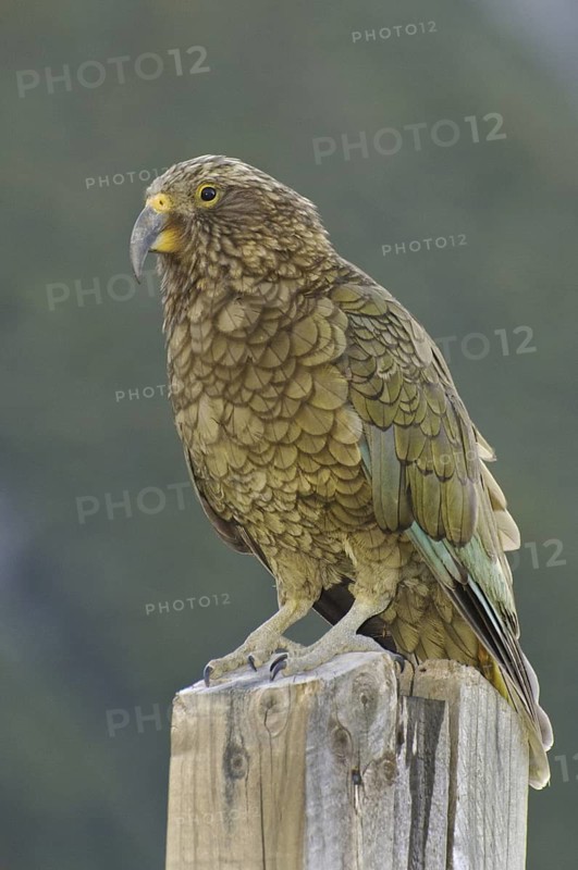 Kea (Nestor notabilis), New Zealand