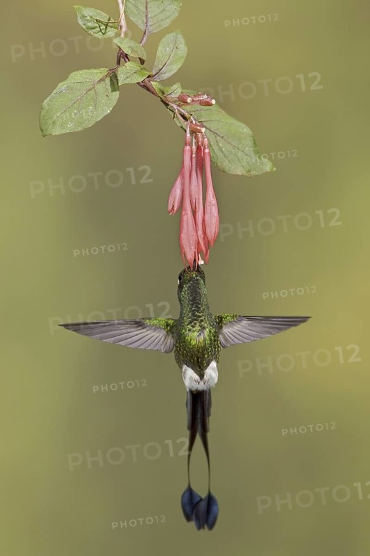Booted Racket-tail (Ocreatus underwoodii), Ecuador
