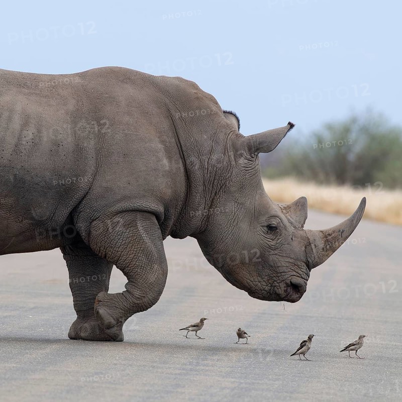 Southern white rhinoceros (Ceratotherium simum simum) surrounded by birds, adult male crossing the asphalt road, Kruger National Park, South Africa