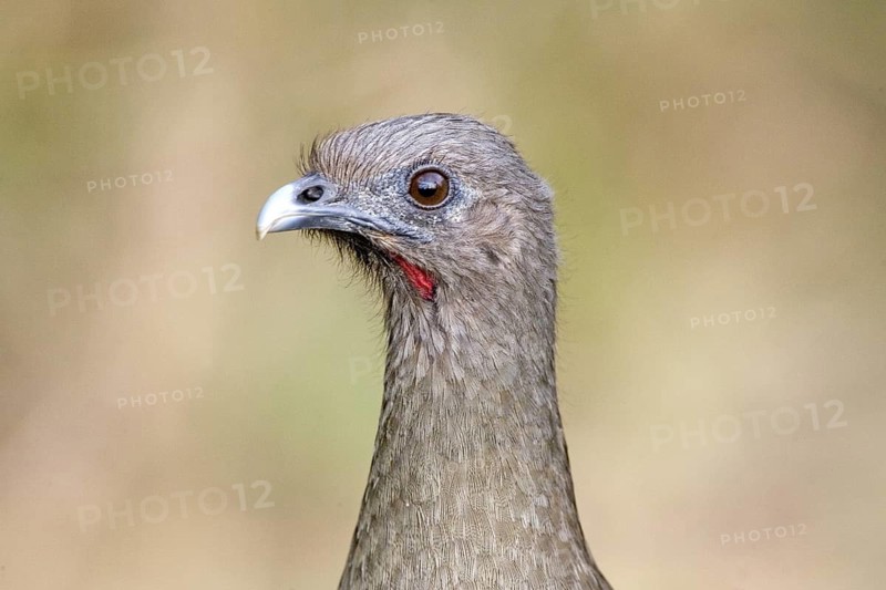 Plain Chachalaca Ortalis vetula Bentsen-Rio Grande State Park, TEXAS, United States 28 March Adult CRACIDAE