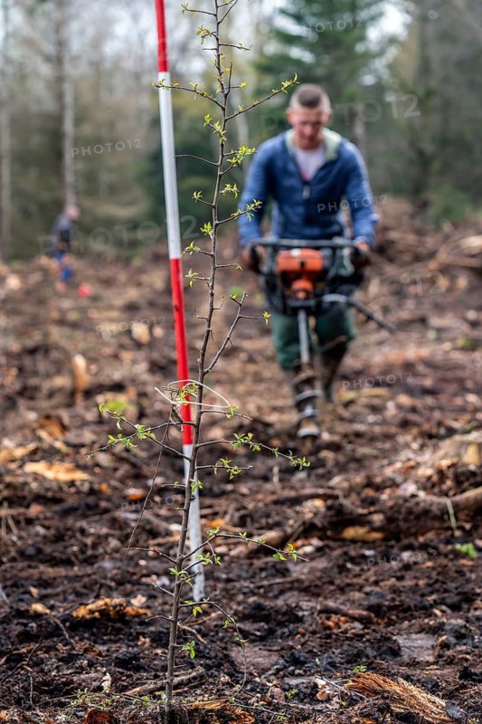 Reforestation in the Arnsberg Forest near Rüthen-Nettelstädt, Soest district, forestry workers drill holes in the forest floor to plant young oak trees, 2 years old, on the site of a spruce forest that had died and been felled due to heavy bark beetle infestation, North Rhine-Westphalia, Germany