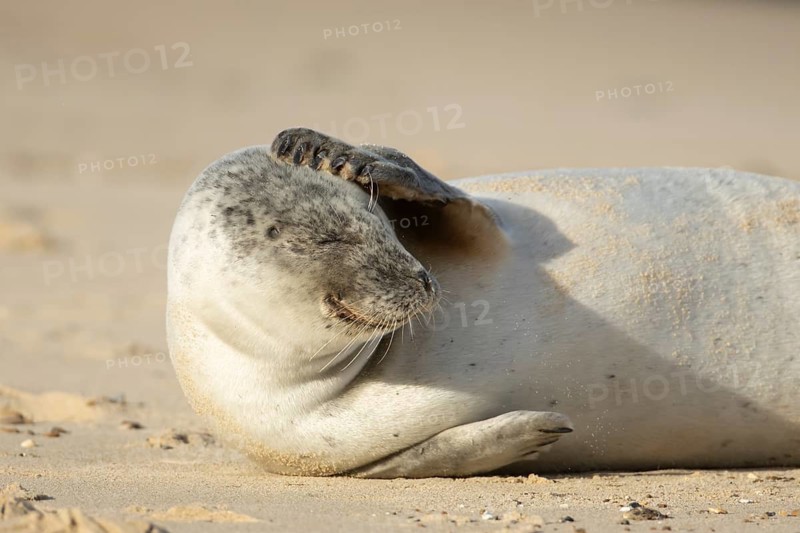 Common or Harbour or Habor seal (Phoca vitulina) adult marine mammal on a beach, England, United Kingdom