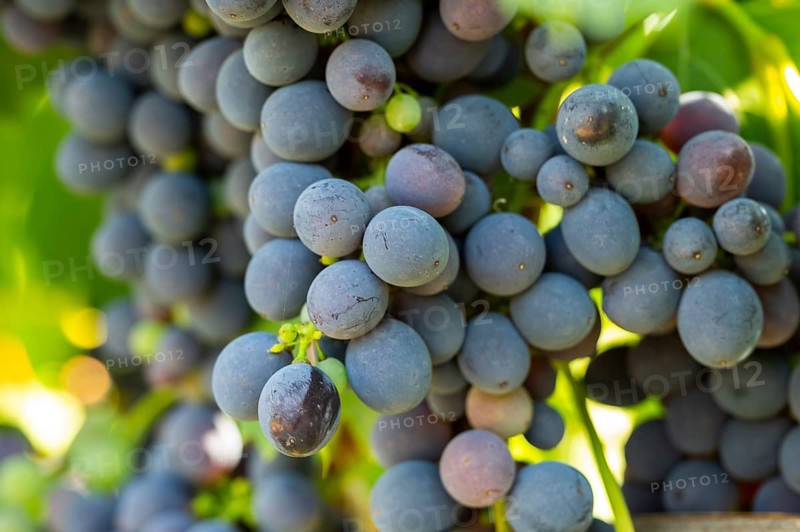 Red grapes growing in a vineyard in Chianti, Chianti Region, Tuscany, Italy