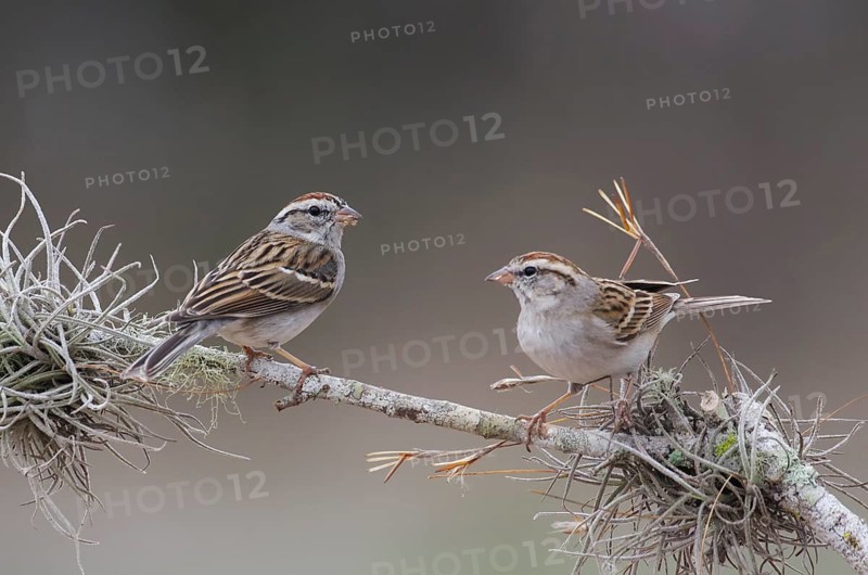 Chipping Sparrow (Spizella passerina) pair, Texas, USA