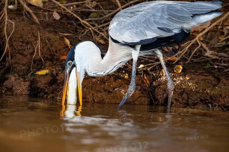 Cocoi Heron (Ardea cocoi) Pantanal Brazil