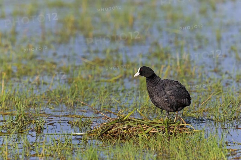 Eurasian Coot, coot, coot rail, coot rail, coot CFulica atra), water bird, family of rails, at the nest, Lake Neusiedl, Illmitz, Burgenland, Austria