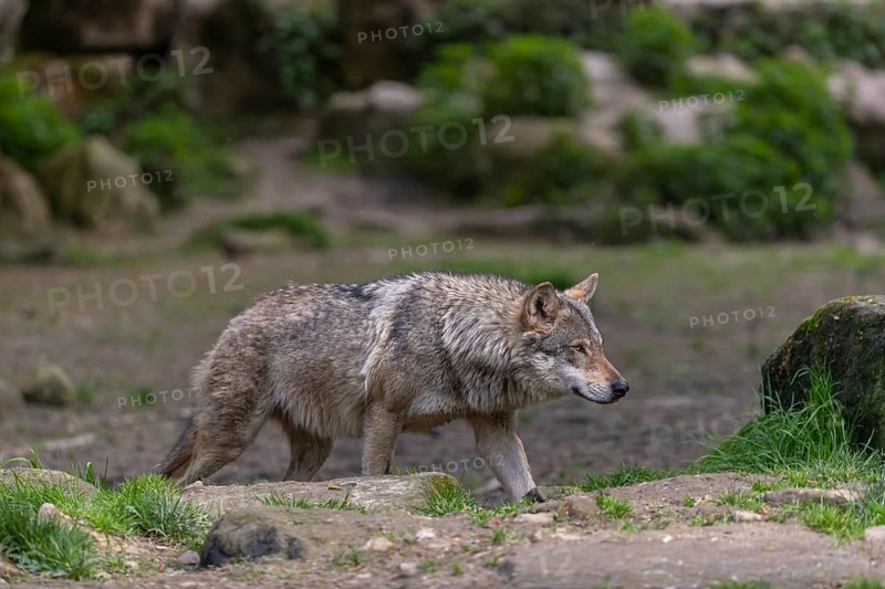 One eurasian gray wolf (Canis lupus lupus) walking between rocks. Rocks, logs and green vegetation in the background