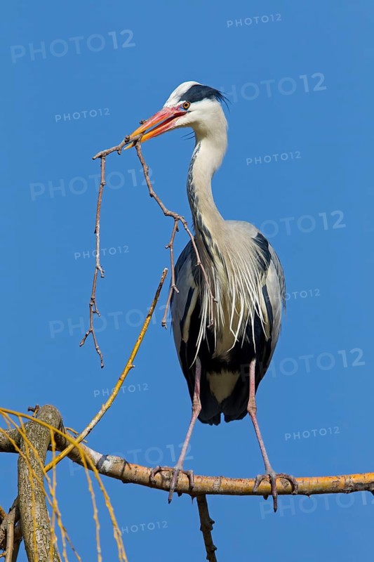 Grey heron, heron, animals, birds, flight photo, nesting material, nest, nest building, (Ardea cinerea), blue sky, family of pelican relatives, Luisenpark, Mannheim, Baden-Württemberg, Federal Republic of Germany