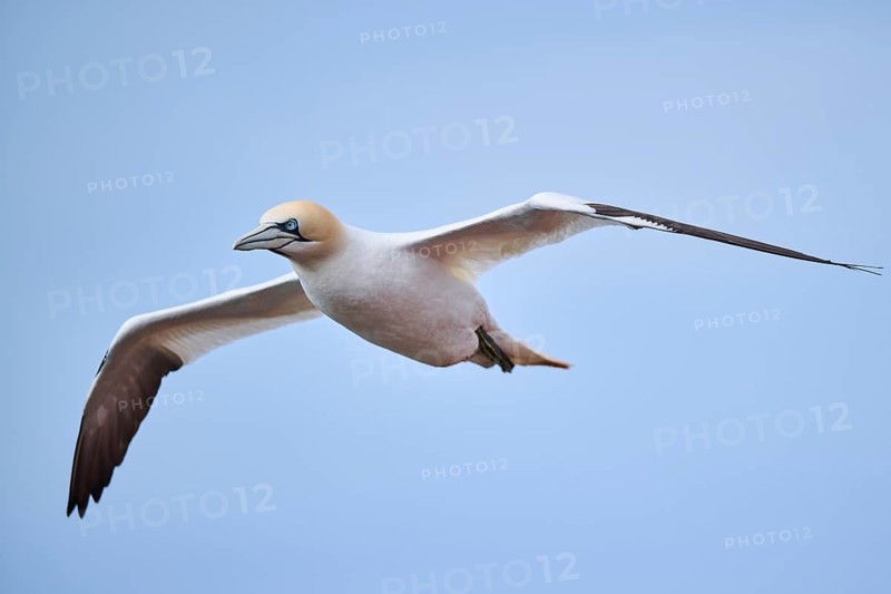 Northern gannet (Morus bassanus) flying over the sea, wildlife, Helgoland, Germany