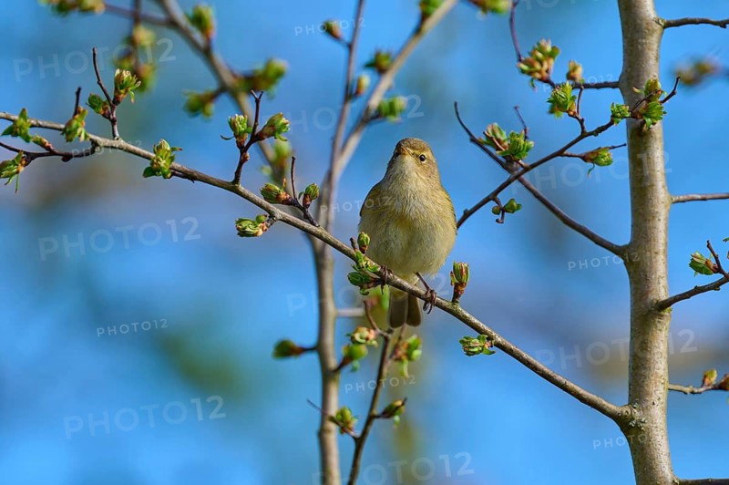 Bird on branch with buds in front of blue sky, chiffchaff (Phylloscopus collybita), spring, bird island, Altmühlsee, Muhr am See, Gunzenhausen, Franconian Lake District, Bavaria, Germany