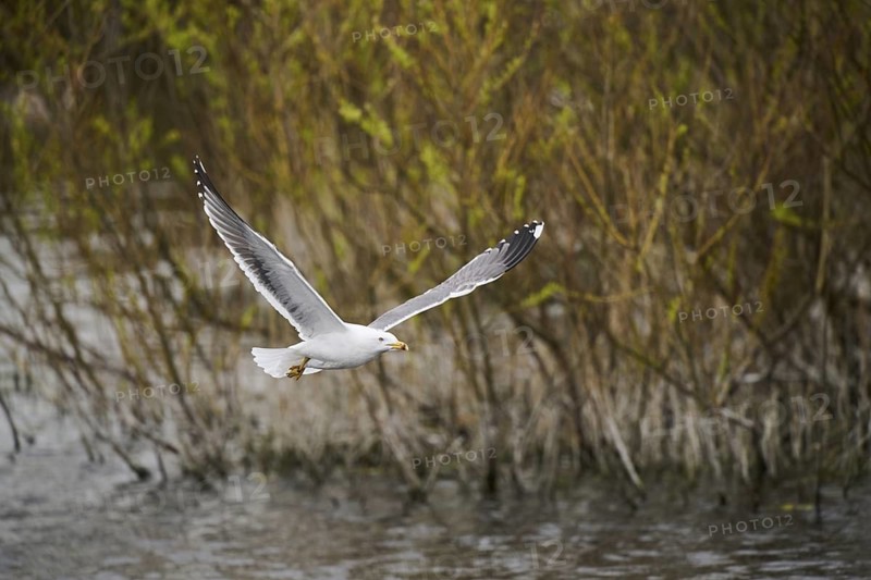 Yellow-legged gull (Larus michahellis) flying, Düne, Helgoland, Schleswig-Holstein, Germany