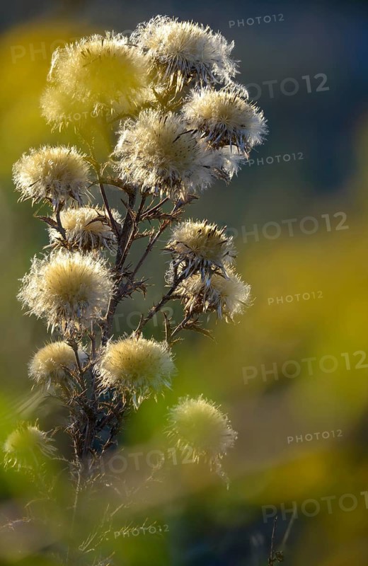 Asteraceae, Brandenburg, Carlina vulgaris, Germany, common weather thistle, golden thistle, small boar root, daisy, Nabu, Nabu project, national natural heritage, natural paradise Grünhaus, post-mining landscape, Carline Thistle, flora, green house, high size, portrait format, plants, plants