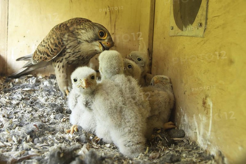 Common Kestrel (Falco tinnunculus) chick, Lower Saxony, Germany
