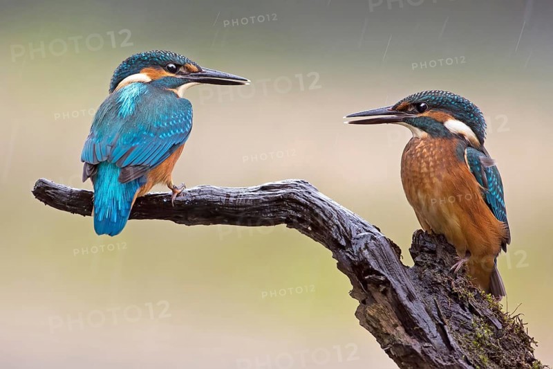 Common Kingfisher (Alcedo atthis) juvenile, Saxony-Anhalt, Germany