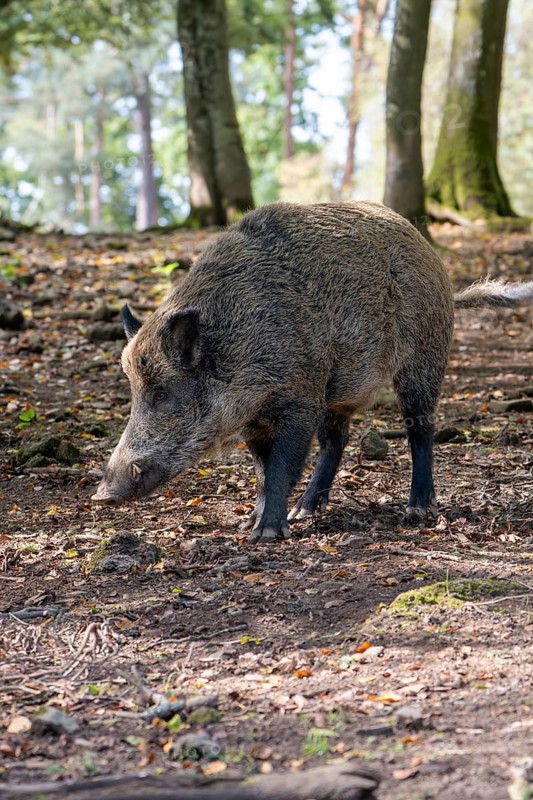 Wild boar (Sus scrofa), boar, Vulkaneifel, Rhineland-Palatinate, Germany