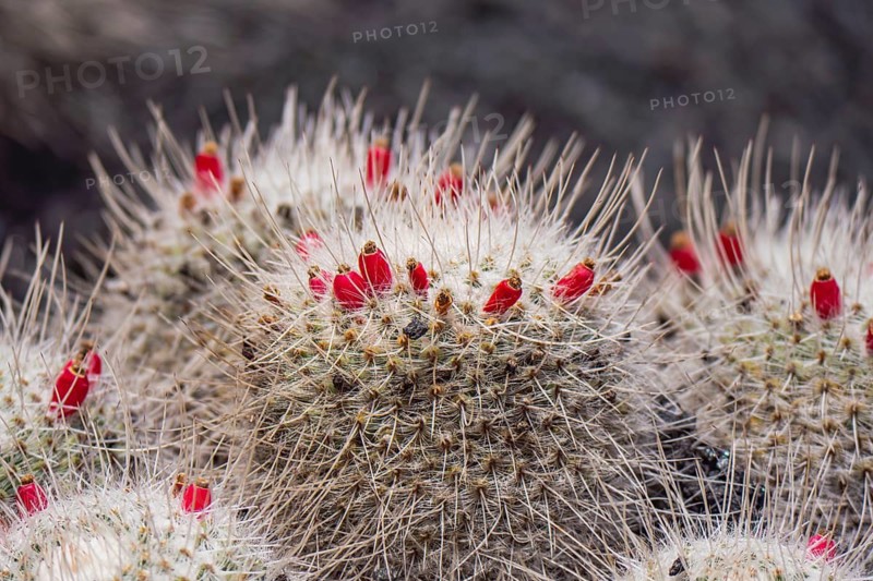 A detailed close up of a cactus showcasing vibrant red flowers amidst a backdrop of sharp spines. The intricate texture and vivid colors highlight the plant's natural beauty